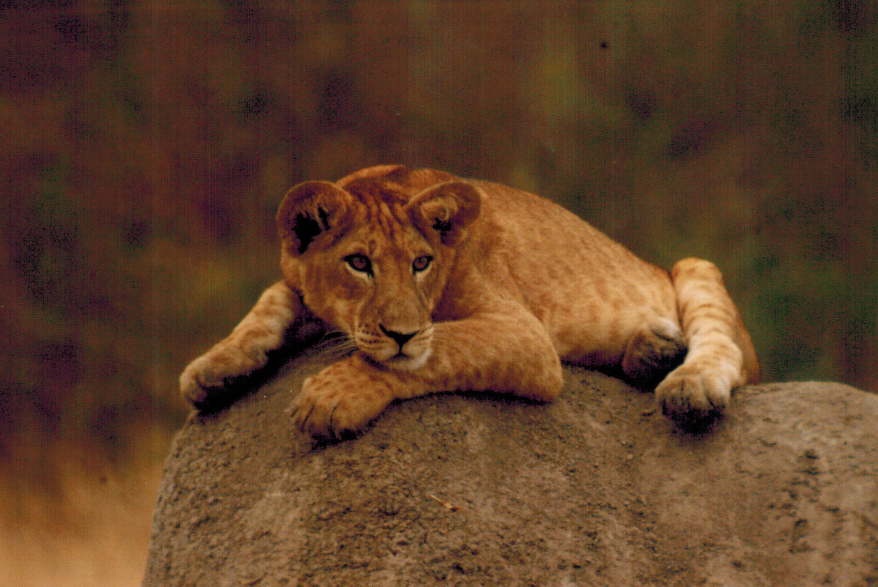 Lion cub on a termite mound in the Ugandan savannah