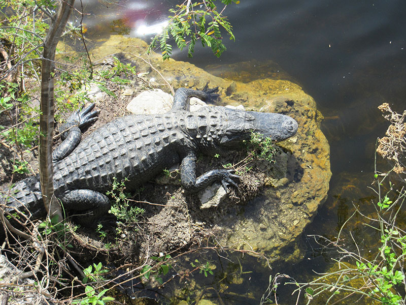 Alligator on the Tamiami Trail in Florida