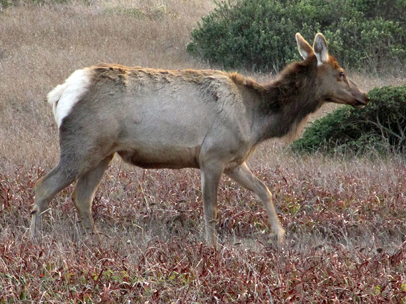 Tule elk at Point Reyes National Seashore