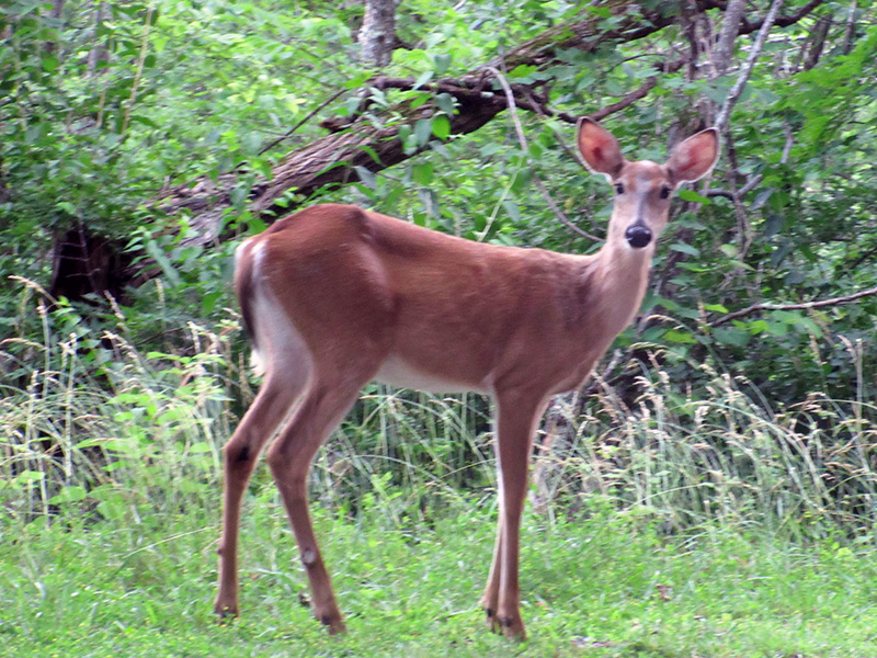 White-tailed deer in Bluestone National Scenic River