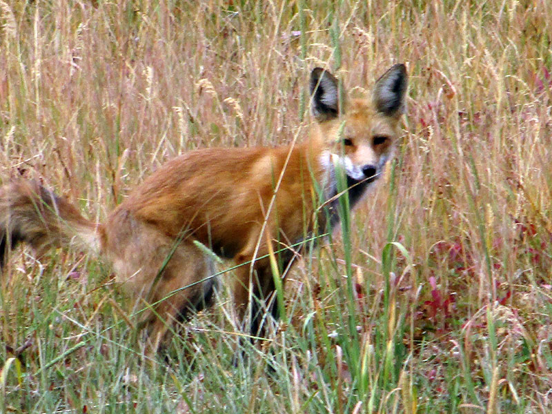 Red fox in Yellowstone National Park