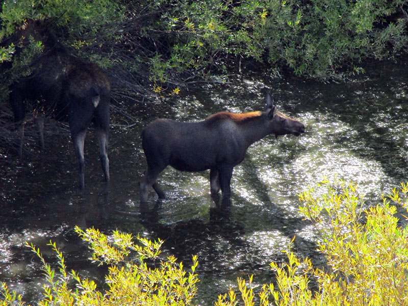 Mother moose and calf in Grand Teton National Park