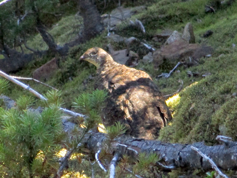 Spruce grouse on Sourdough Mountain Trail in North Cascades National Park