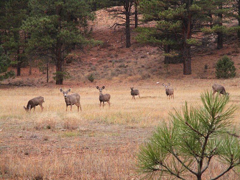 Mule deer in Bryce Canyon National Park