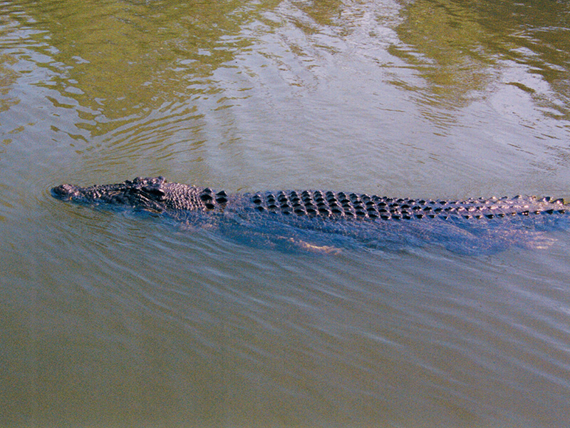 Saltwater crocodile in Kakadu's Yellow Water area