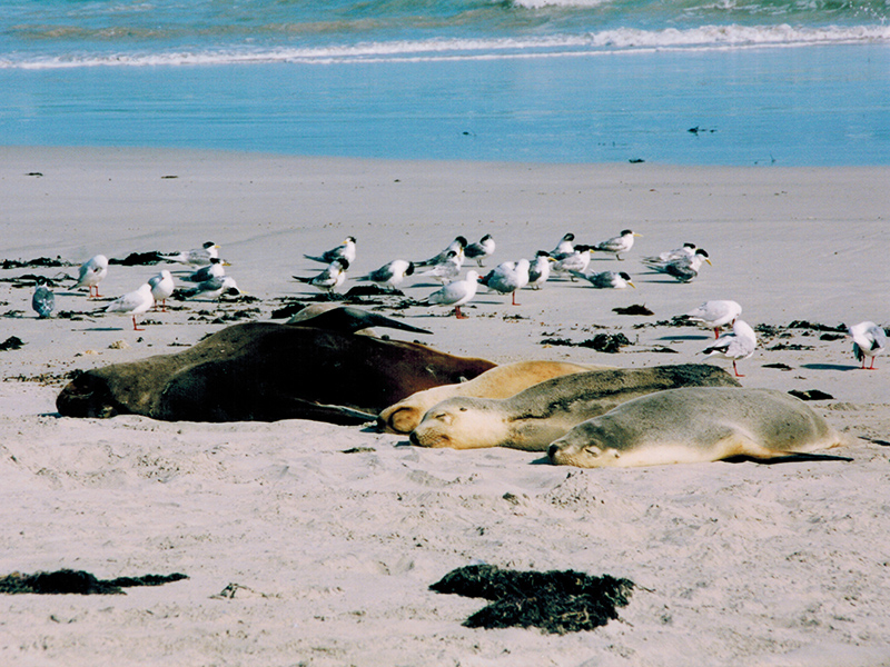 Australian sea lions at Seal Bay