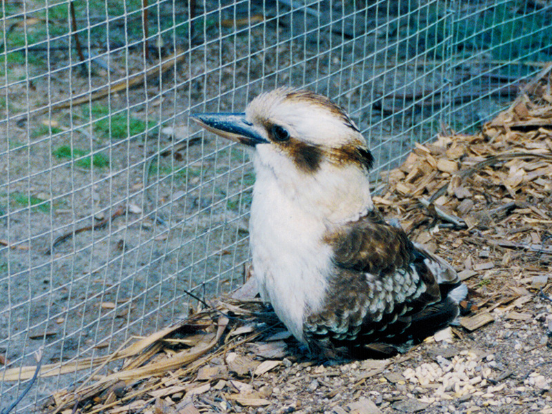 Kookaburra in Tasmania