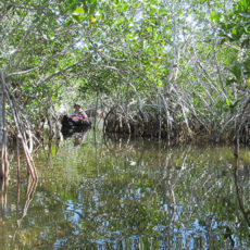 Bitten By the Everglades Bug(s)