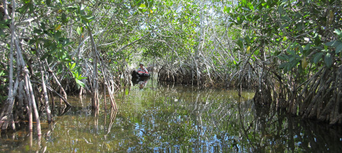 Bitten By the Everglades Bug(s)