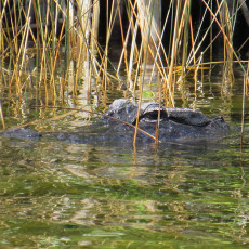 Everglades: The River of Grass