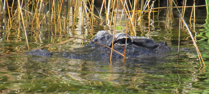 Everglades: The River of Grass