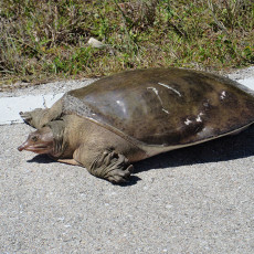 Also Worth a Visit: Big Cypress