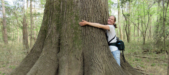 Hugging the Trees at Congaree Hugging the Trees at Congaree