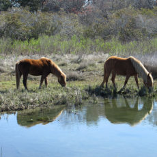 Horsing Around at Assateague