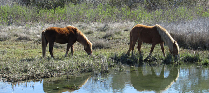 Horsing Around at Assateague Horsing Around at Assateague