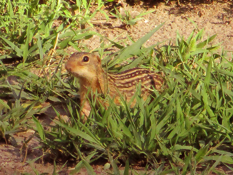 Thirteen-lined ground squirrel at Missouri National Recreational River