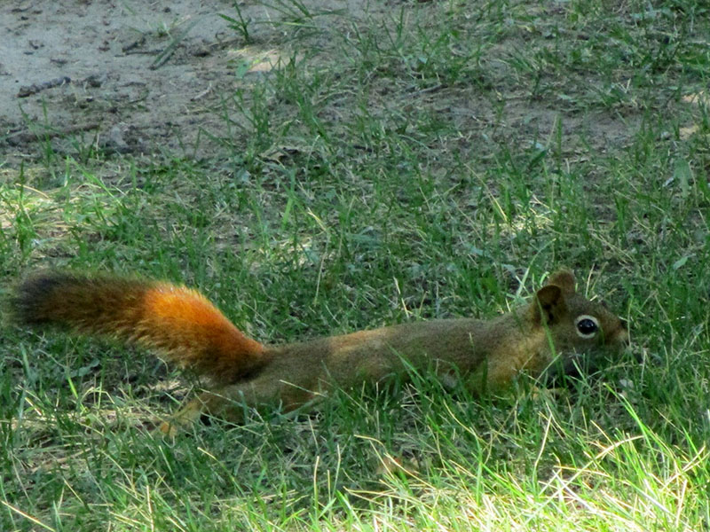 American red squirrel in Devils Tower National Monument