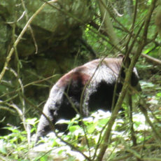 Camping with Bears in Shenandoah