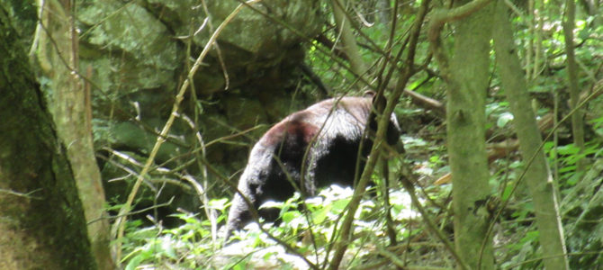 Camping with Bears in Shenandoah