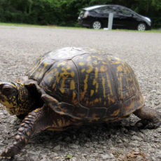 Wildlife Galore in West Virginia