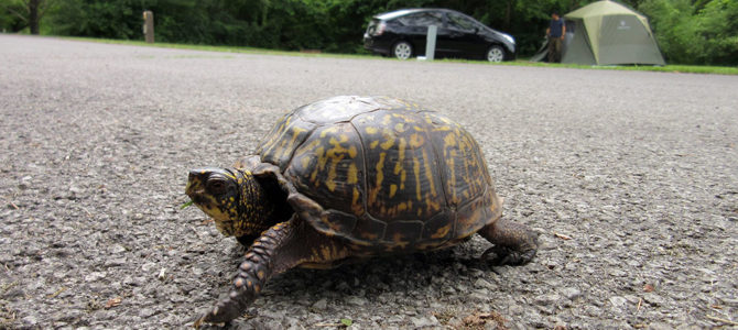 Wildlife Galore in West Virginia