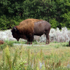 A North Dakota Conservation Legacy