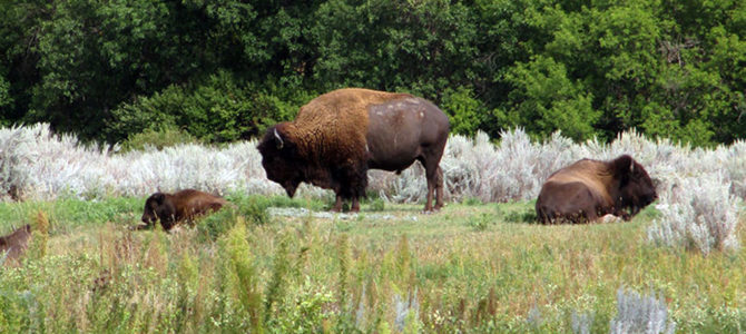 A North Dakota Conservation Legacy