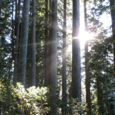 Redwood Forest Majesty