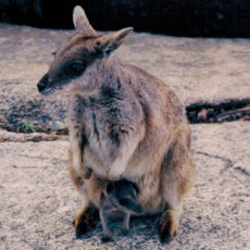 The Atherton Tablelands