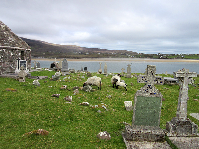Sheep among the headstones in Kildownet Old Cemetery on Ireland's Achill Island
