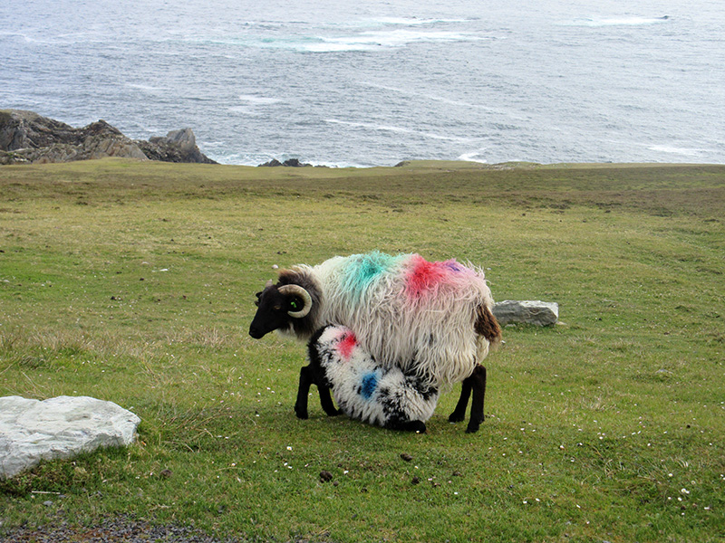 Sheep with a sea view on Ireland's Achill Island