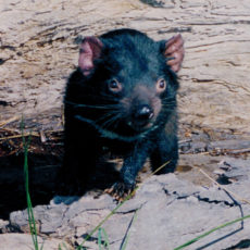 A Devil of a Good Time in Tasmania